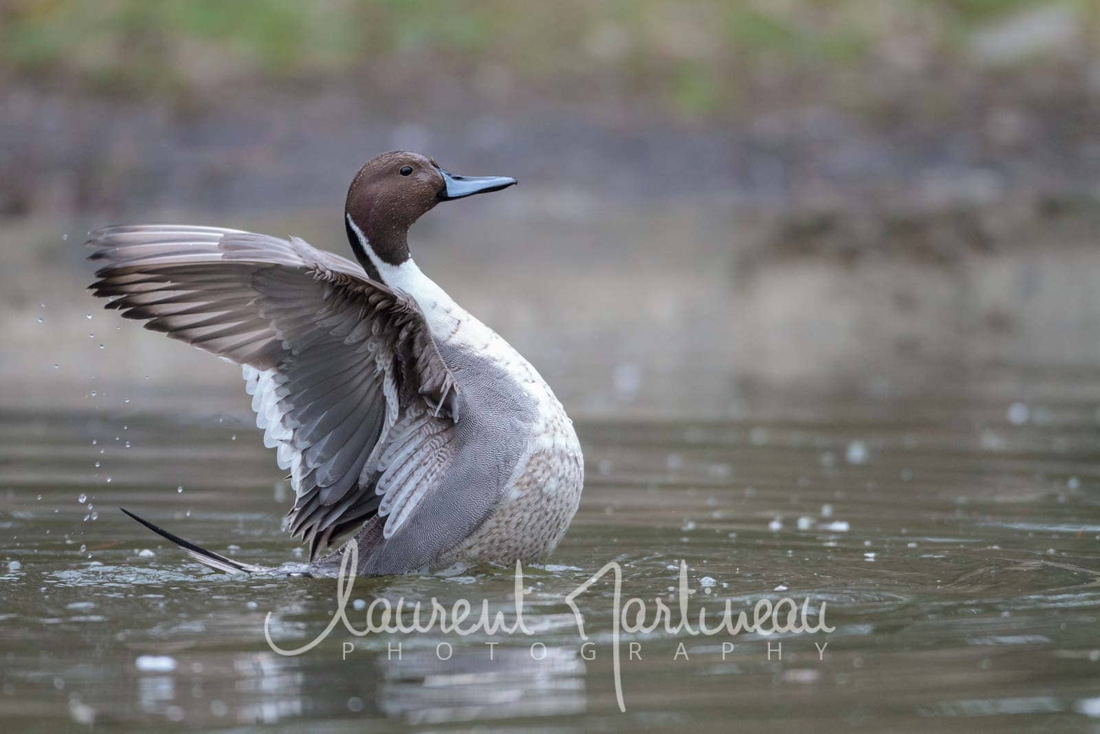 Les oiseaux des lacs rivières Photo et Nature