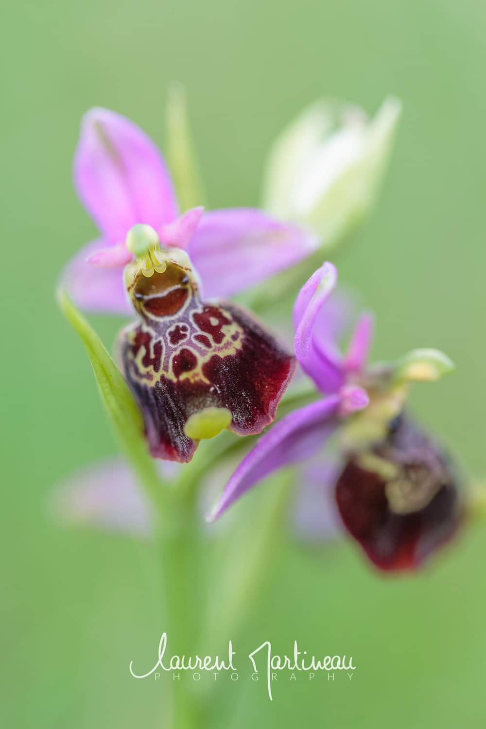Ophrys bourdon (Gros plan)
