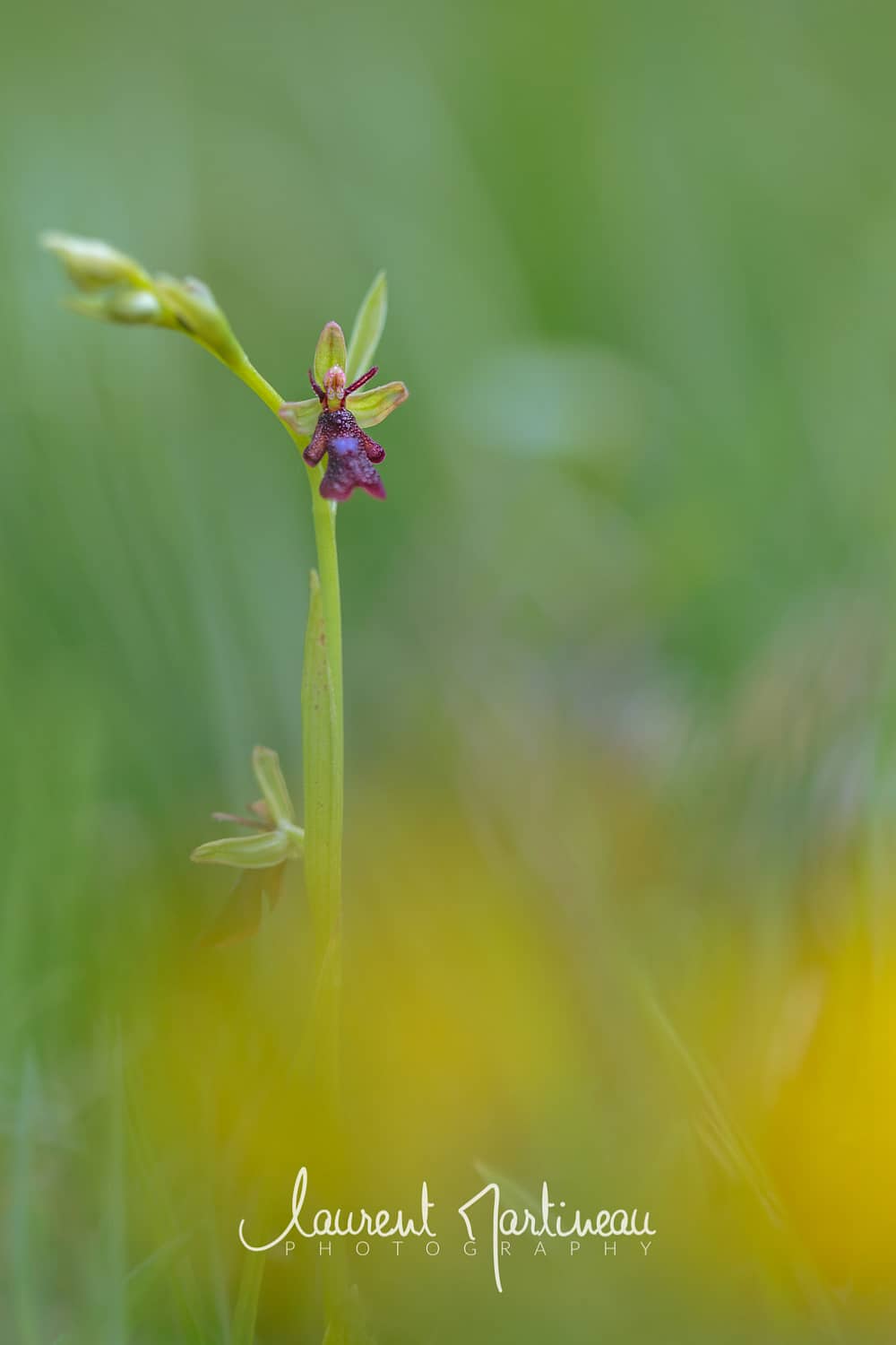 Ophrys mouche