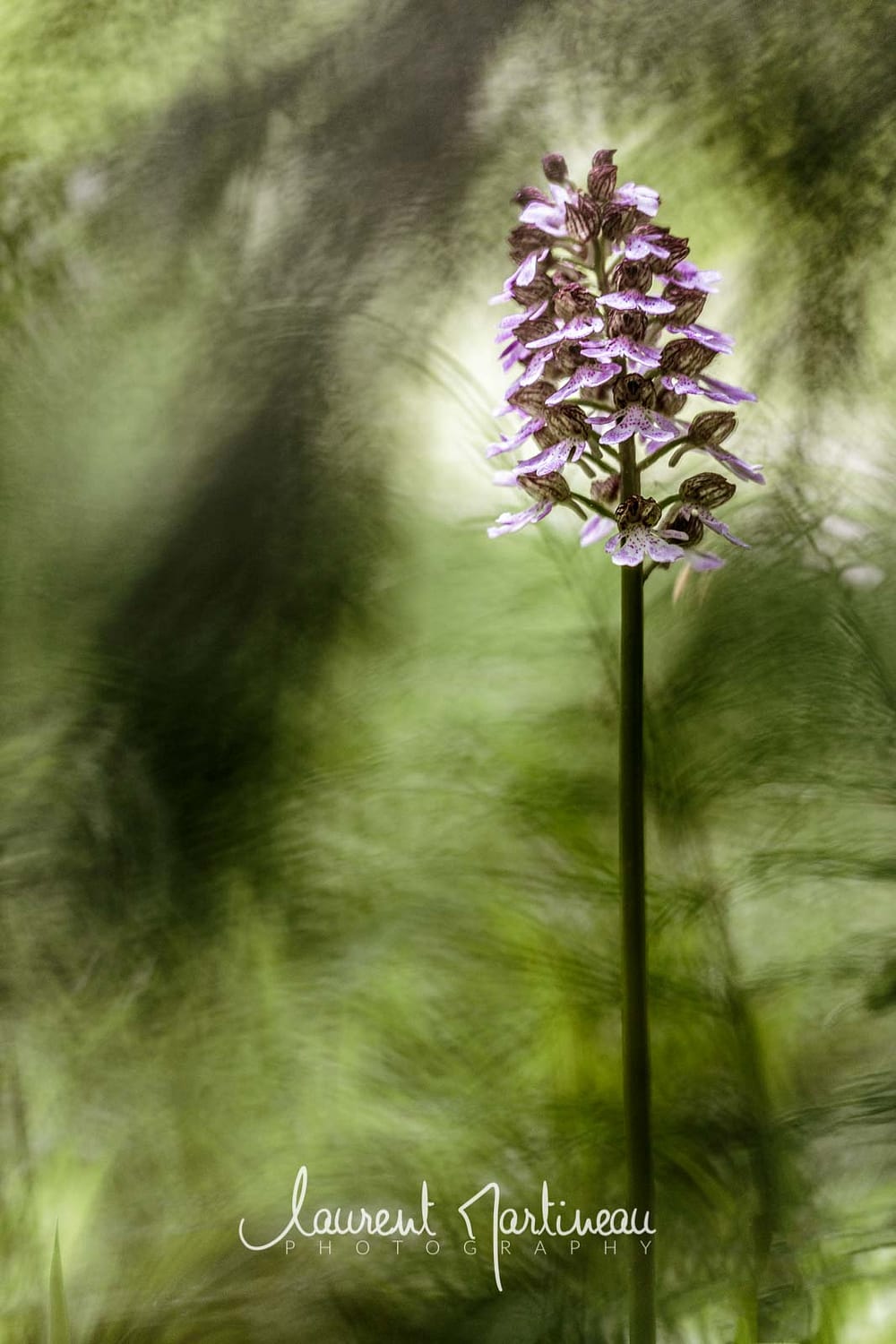 Orchis pourpre
