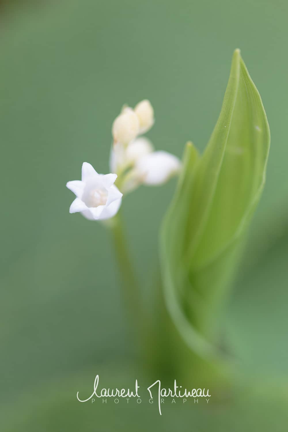 Muguet