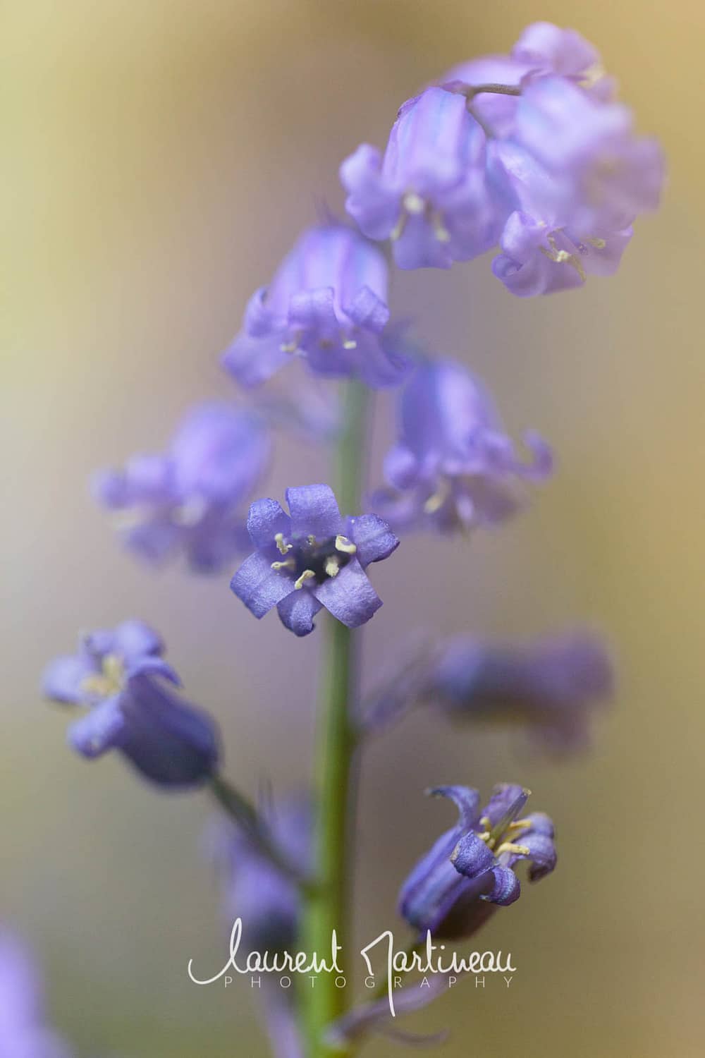 Jacinthe des bois