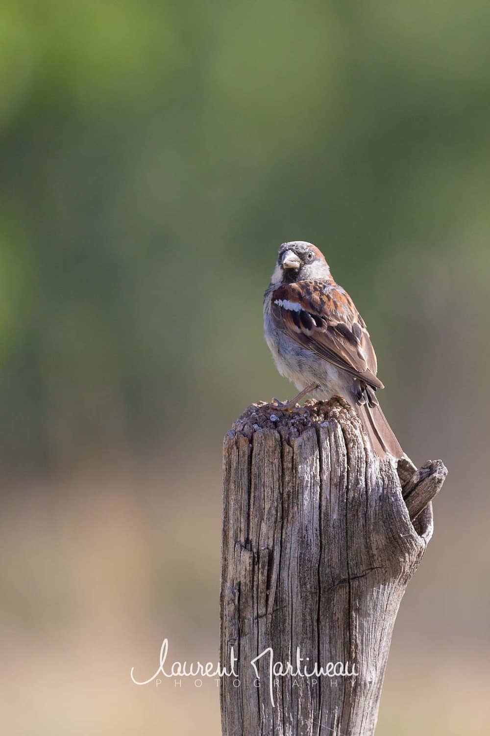 Moineau Domestique