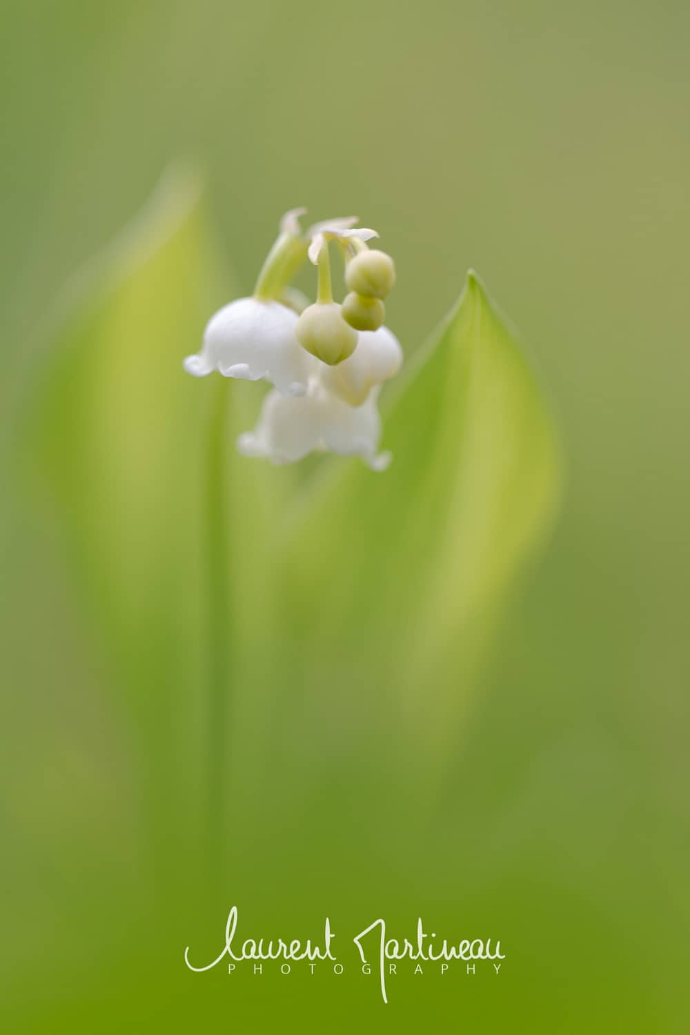 Muguet sauvage