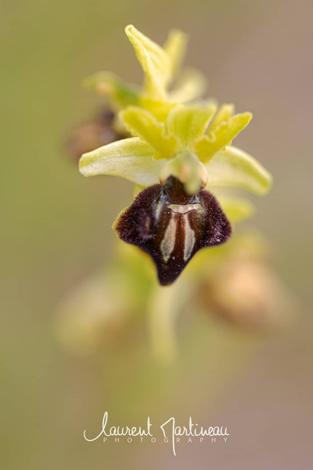 Ophrys Araignée (Gros Plan)
