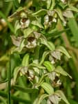 epipactis-a-larges-feuilles-150x150.jpg