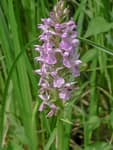 orchis-negligee-150x150.jpg