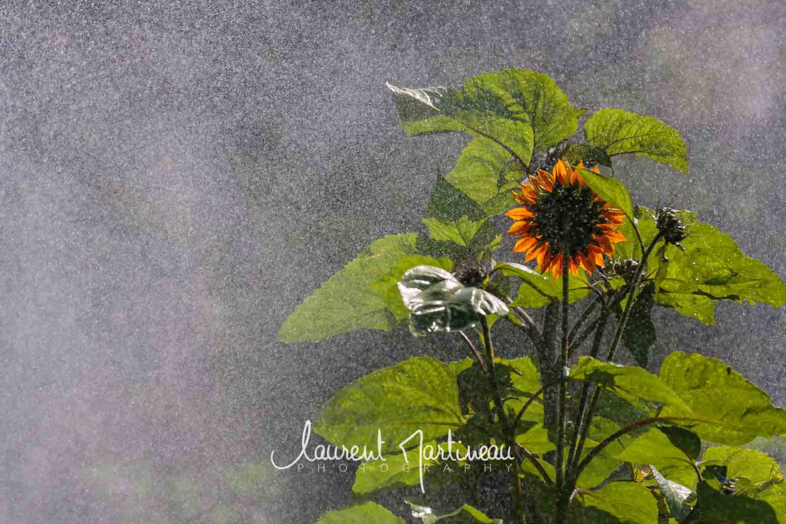 Tournesol