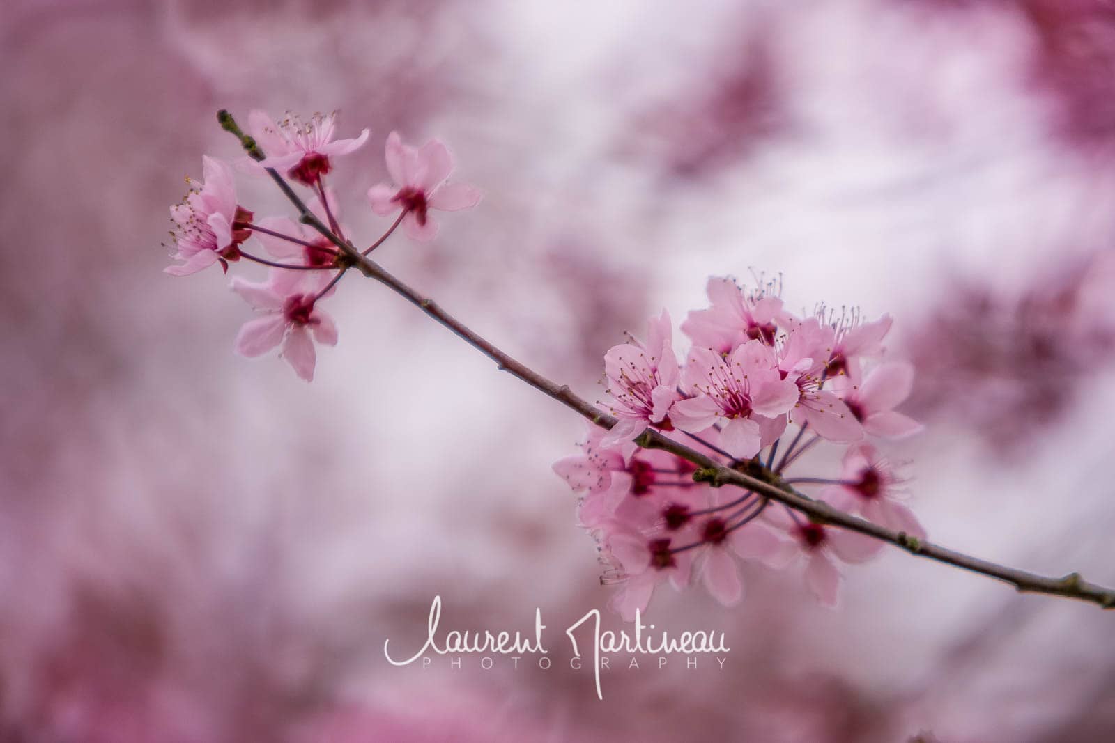 Fleurs de Cerisier du Japon