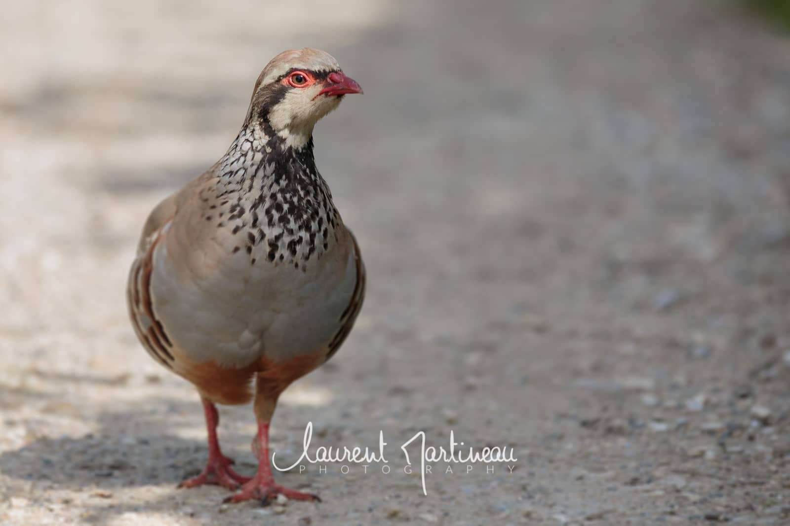 Perdrix Rouge (Gros Plan)