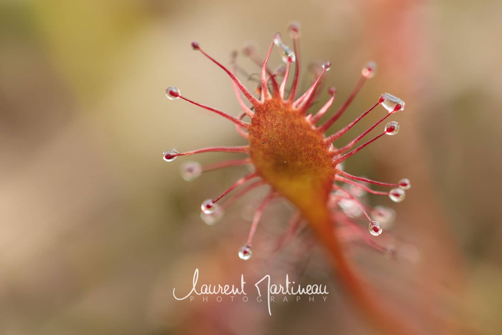 Drosera